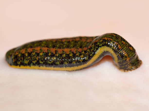 Hirudo verbana
